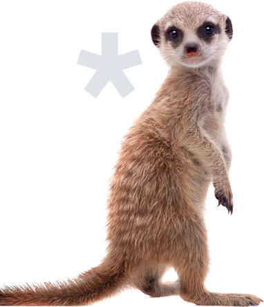 Meerkat